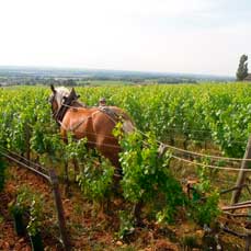 Hest i biodynamisk vinmark