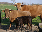 Biodynamisk kvæg