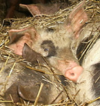 Biodynamisk gris