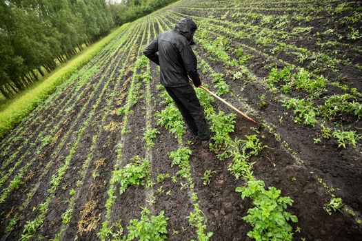 Mindre vanding på biodynamiske marker