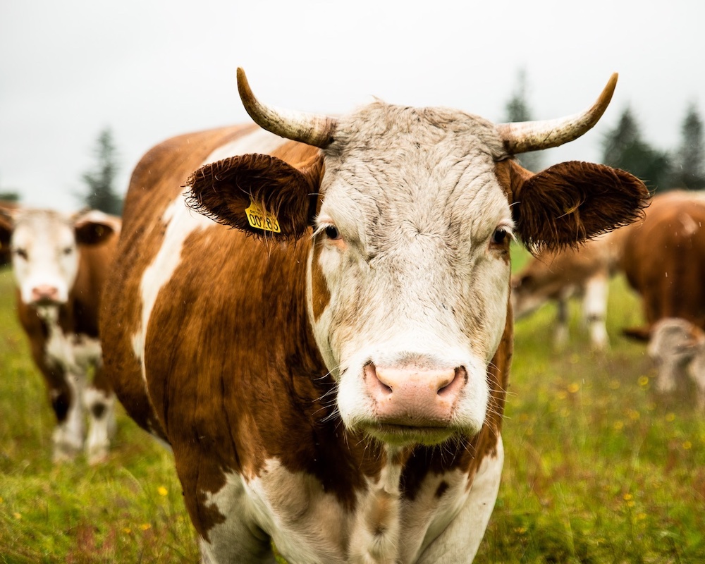 Derfor har biodynamiske køer horn
