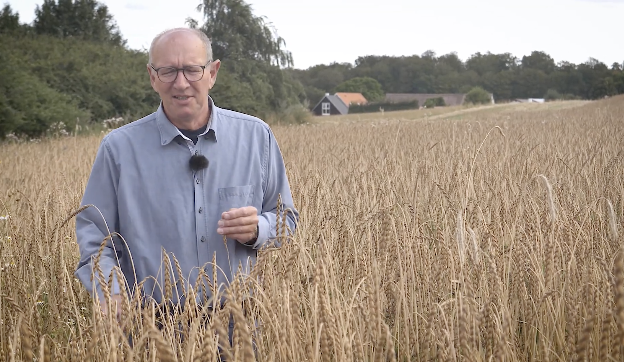 Film om biodynamisk dyrkning af korn på Østagergård
