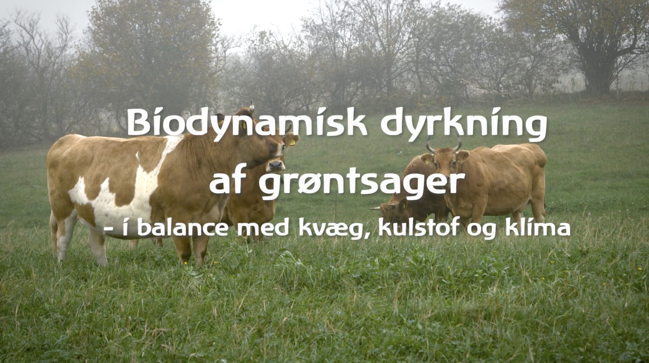 Endrik Maat på Gartneriet Rødmose ved Vejle