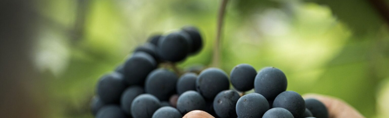 Biodynamisk mad og vin