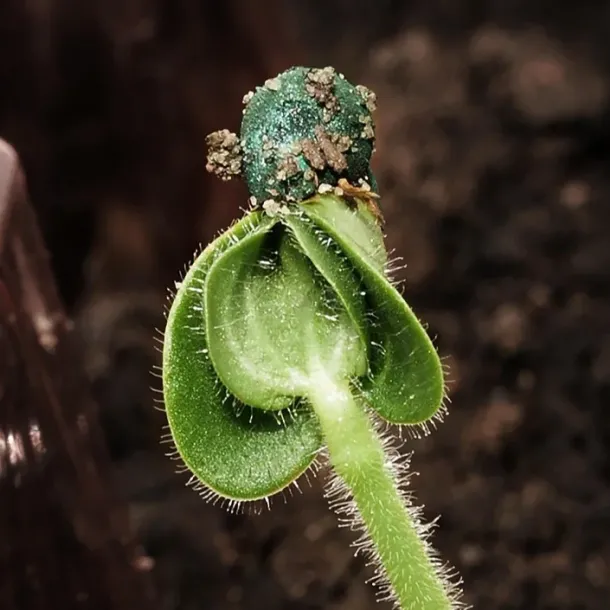 En inspirerende dag med Biodynamisk Forening