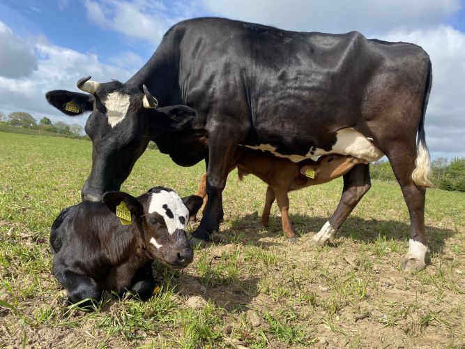 Bliv medlem af biodynamisk forening