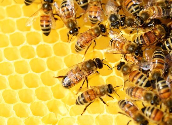 Biodynamisk specialpræparat mod varroa-mider hos bier