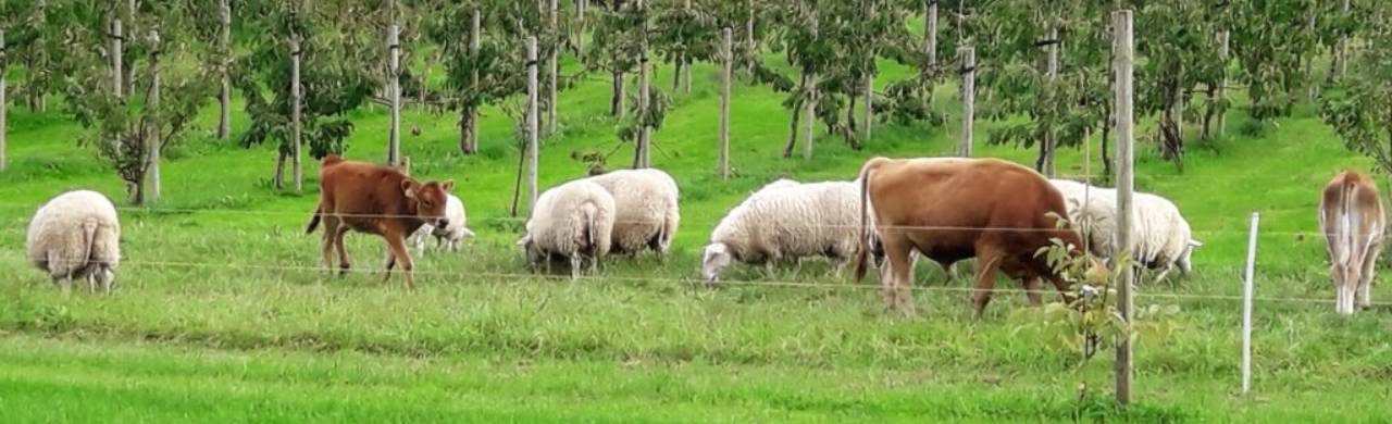 Modtag nyhedsbrev fra Biodynamisk Forening
